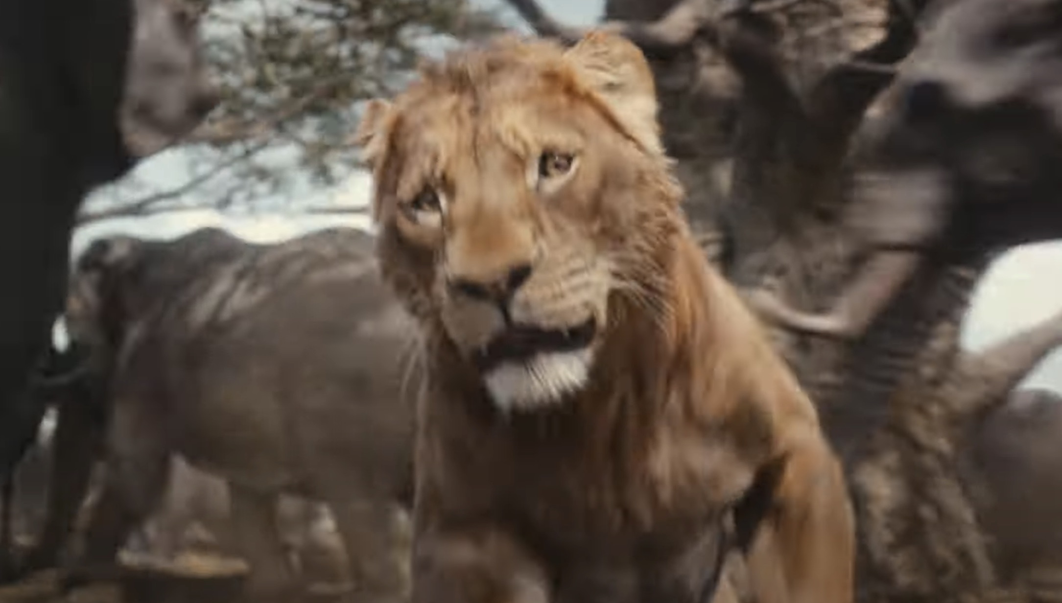 First Look Trailer 'Mufasa The Lion King' That Grape Juice