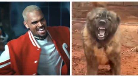 Chris Brown DEMANDS New Trial After $12.9 Million Dog Attack Verdict