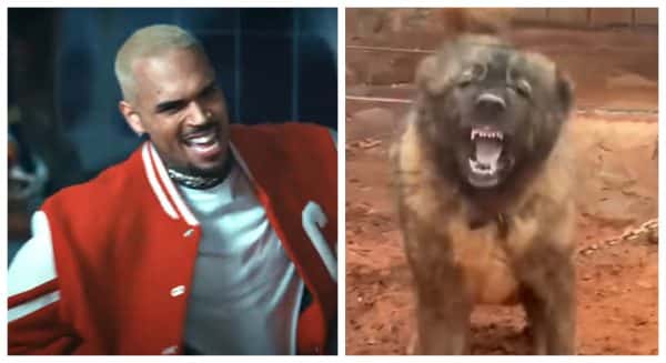 Chris Brown DEMANDS New Trial After $12.9 Million Dog Attack Verdict