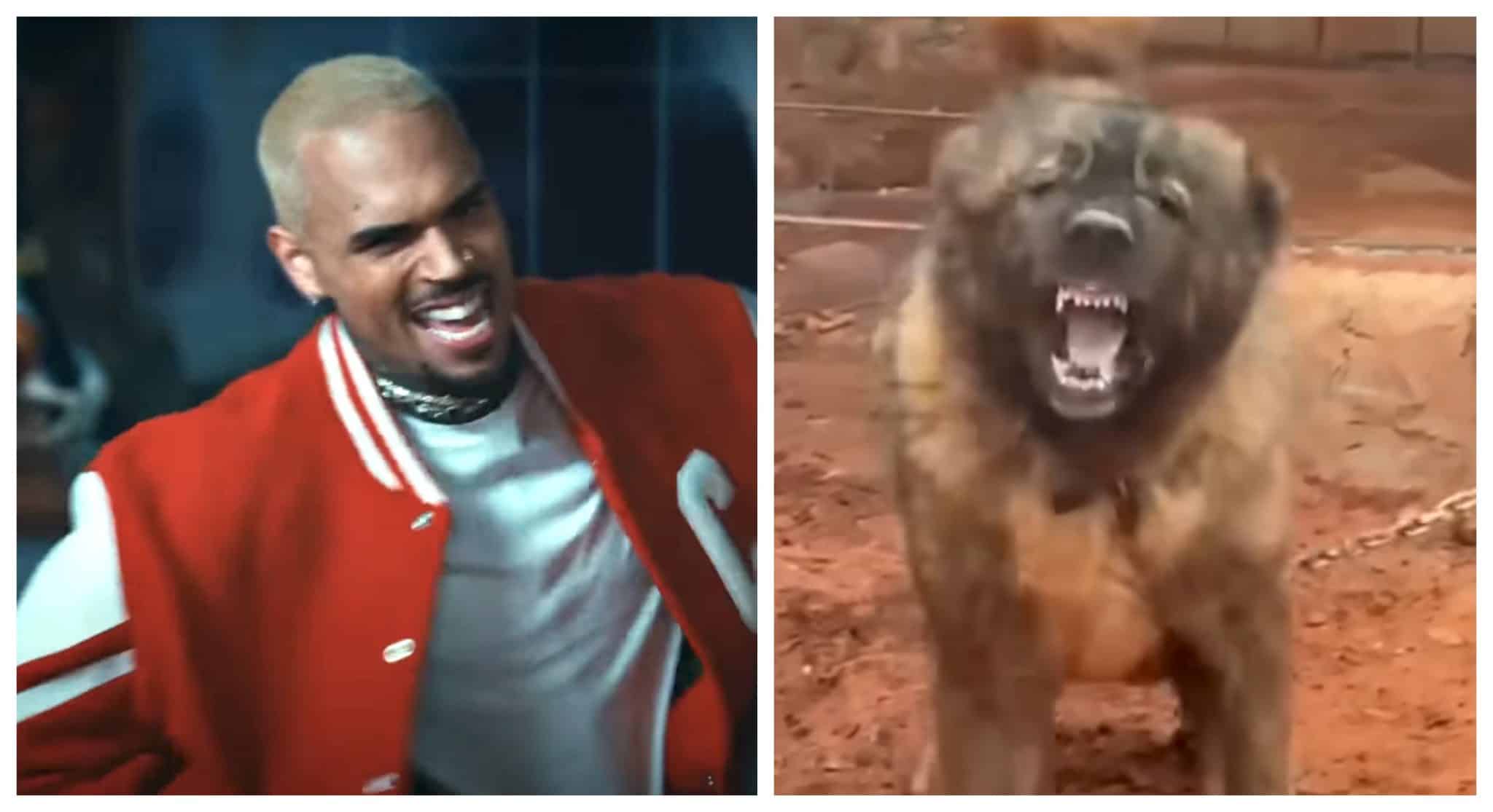 Chris Brown DEMANDS New Trial After $12.9 Million Dog Attack Verdict